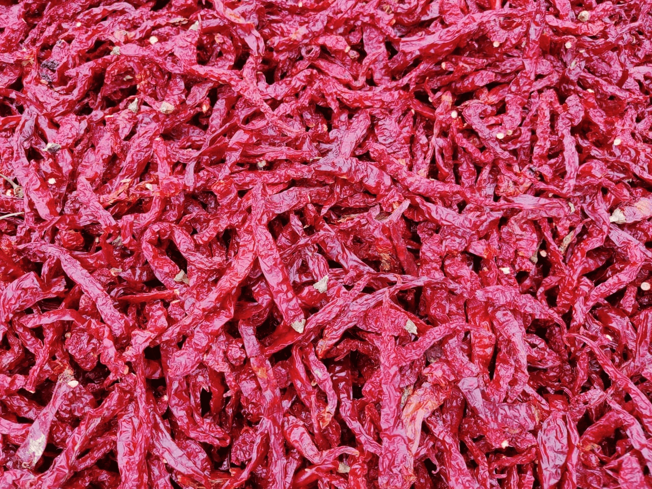 Byadgi Chilli